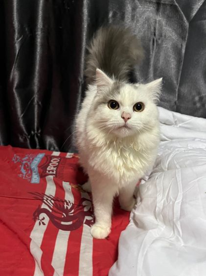 แมวสก๊อตติด รูปที่ 3