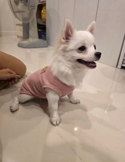 ชิวาว่า