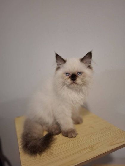 ลูกแมวเปอร์เซียผสมหิมาลายัน​ รูปที่ 2