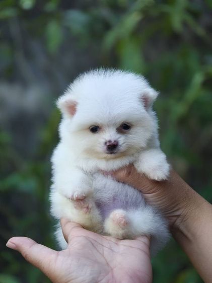 ปอมเมอเรเนียน รูปที่ 4