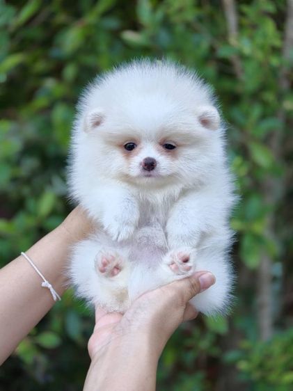 ปอมเมอเรเนียน รูปที่ 7