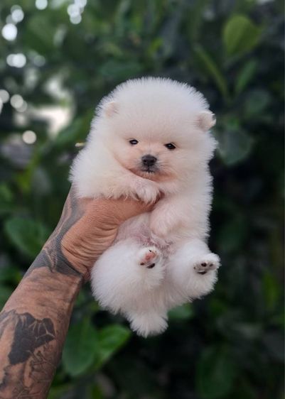 ปอมเมอเรเนียน รูปที่ 2