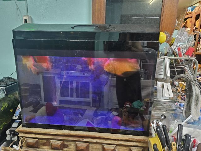 อุปกรณ์ตู้ปลา ขายตู้ยกชุดขาไม้สักำร้อมปลานกแก้วและอุปกรณ์พร้อมเลี้ยง