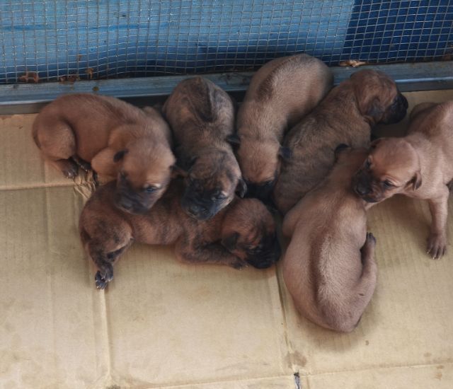 หมาไทยหลังอานลายเสือ รูปที่ 3