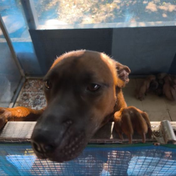 หมาไทยหลังอานลายเสือ รูปที่ 2