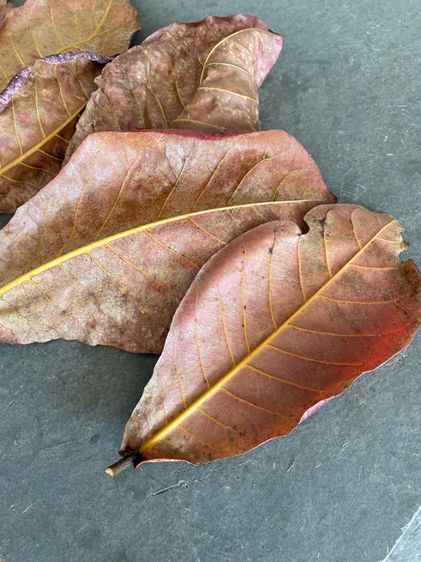 ใบหูกวาง ปลากัด รูปที่ 4