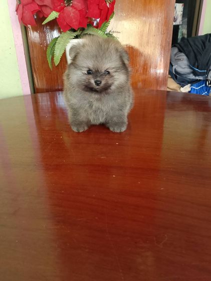 ท่านใดสนใจลูกปอมฯพันธุ์แท้หน้าหมีสวยๆขนแน่นๆขาใหญ่ ลำตัวสั้น ขาสั้น จากพ่อแม่สายประกวด พร้อมส่งฉีดวัคซีนรวม 5 เชื้อเข็มที่ 1  รูปที่ 4