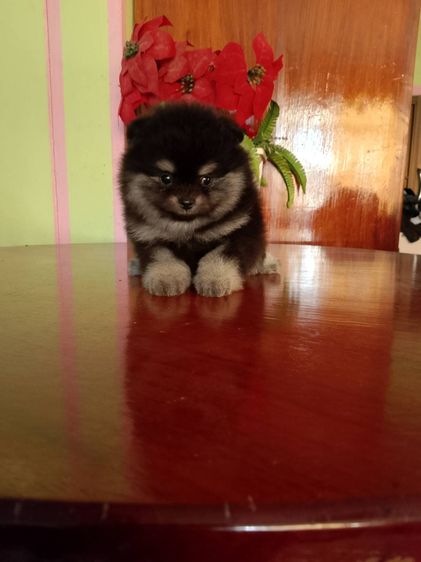 ท่านใดสนใจลูกปอมฯพันธุ์แท้หน้าหมีสวยๆขนแน่นๆขาใหญ่ ลำตัวสั้น ขาสั้น จากพ่อแม่สายประกวด พร้อมส่งฉีดวัคซีนรวม 5 เชื้อเข็มที่ 1  รูปที่ 2