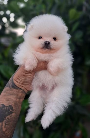 ปอมเมอเรเนียน