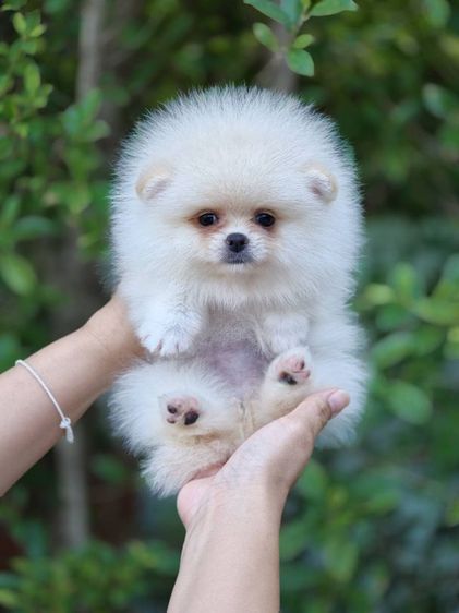 ปอมเมอเรเนียน รูปที่ 3