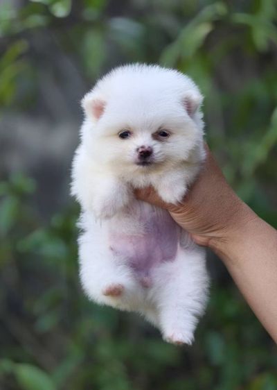 ปอมเมอเรเนียน รูปที่ 4