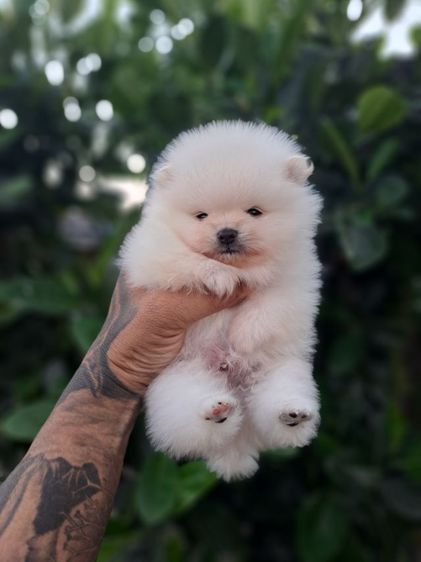 ปอมเมอเรเนียน รูปที่ 8