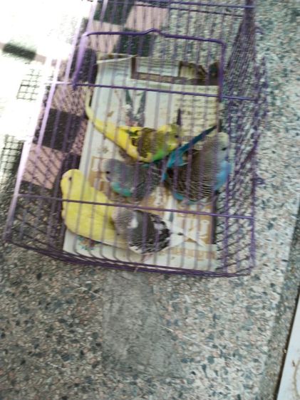 หงษ์หยก