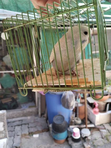 หงษ์หยกอังกฤษ รูปที่ 2