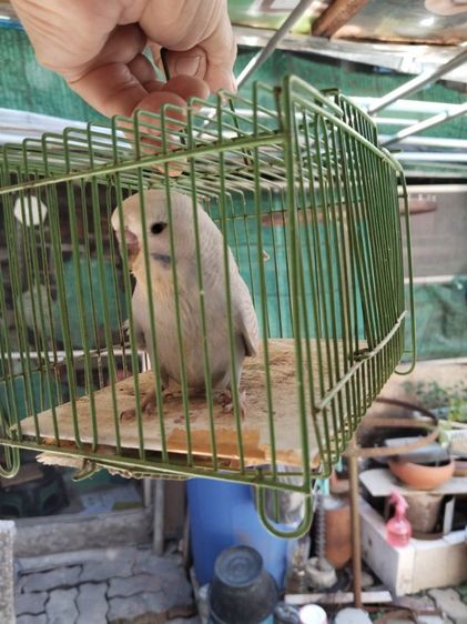 หงษ์หยกอังกฤษ