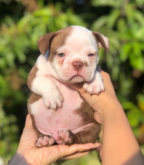 อเมริกันบูลลี่ รูปที่ 2