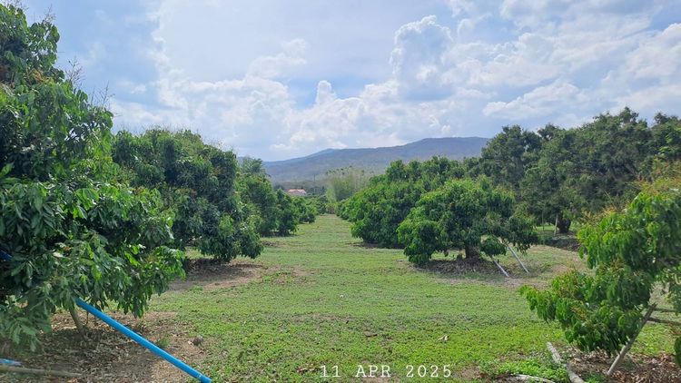 เจ้าของขายเอง สวนลำไยบ่อปลาเชิงเขา อ.จอมทอง จ.เชียงใหม่ ห่างถนนสี่เลนส์เพียง 900 เมตร 