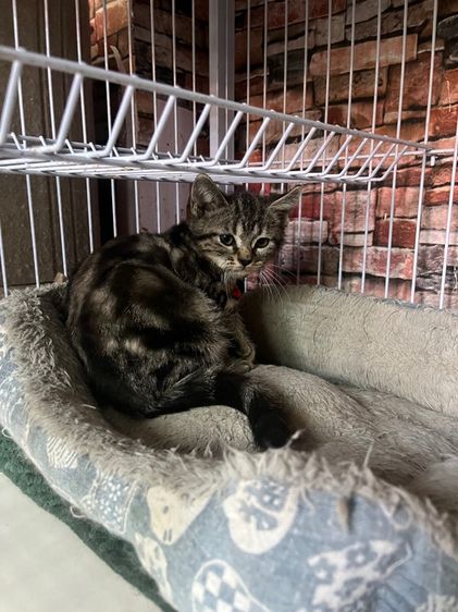 ดช สก็อตติช รูปที่ 3