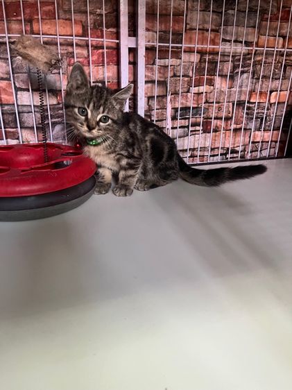 ดช สก็อตติช รูปที่ 10