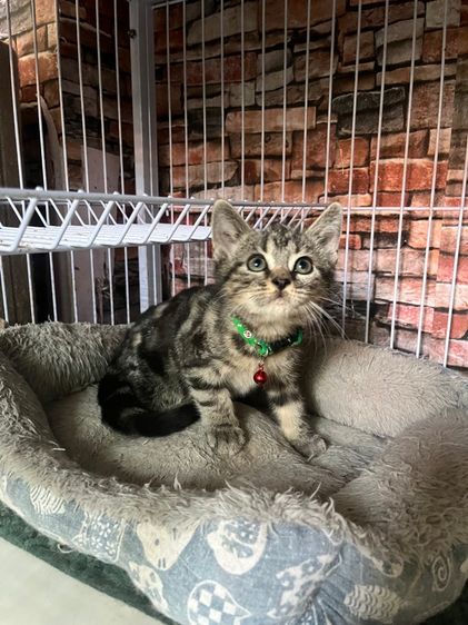 ดช สก็อตติช รูปที่ 2