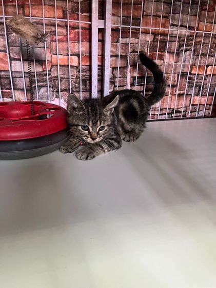 ดช สก็อตติช รูปที่ 8