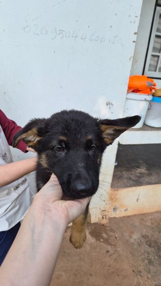 🐾 ลูกหมาเยอรมันเชพเพิร์ด แท้ 💯 ตัวกลม แข็งแรง เลี้ยงเอง ดูแลเอง พร้อมย้ายบ้าน 🏡 👶🐶 หนูพร้อมมีบ้านใหม่แล้วค่ะ เยอรมันเชพเพิร์ด นิสัยดี  รูปที่ 5