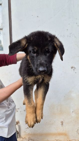🐾 ลูกหมาเยอรมันเชพเพิร์ด แท้ 💯 ตัวกลม แข็งแรง เลี้ยงเอง ดูแลเอง พร้อมย้ายบ้าน 🏡 👶🐶 หนูพร้อมมีบ้านใหม่แล้วค่ะ เยอรมันเชพเพิร์ด นิสัยดี  รูปที่ 8