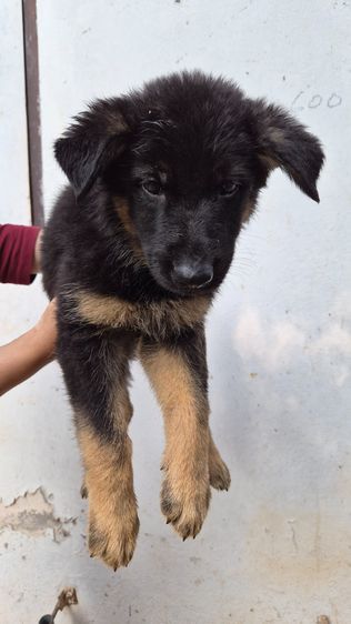 🐾 ลูกหมาเยอรมันเชพเพิร์ด แท้ 💯 ตัวกลม แข็งแรง เลี้ยงเอง ดูแลเอง พร้อมย้ายบ้าน 🏡 👶🐶 หนูพร้อมมีบ้านใหม่แล้วค่ะ เยอรมันเชพเพิร์ด นิสัยดี  รูปที่ 4