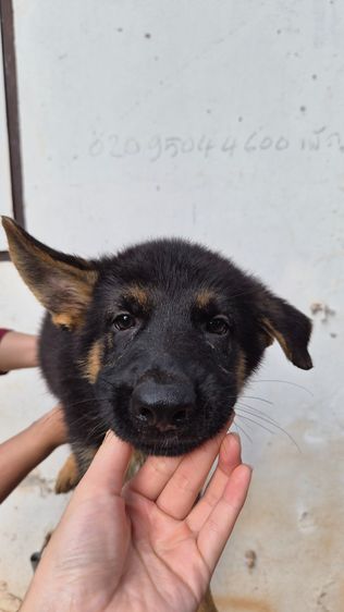 🐾 ลูกหมาเยอรมันเชพเพิร์ด แท้ 💯 ตัวกลม แข็งแรง เลี้ยงเอง ดูแลเอง พร้อมย้ายบ้าน 🏡 👶🐶 หนูพร้อมมีบ้านใหม่แล้วค่ะ เยอรมันเชพเพิร์ด นิสัยดี  รูปที่ 7