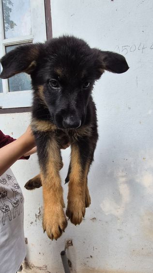 🐾 ลูกหมาเยอรมันเชพเพิร์ด แท้ 💯 ตัวกลม แข็งแรง เลี้ยงเอง ดูแลเอง พร้อมย้ายบ้าน 🏡 👶🐶 หนูพร้อมมีบ้านใหม่แล้วค่ะ เยอรมันเชพเพิร์ด นิสัยดี  รูปที่ 2