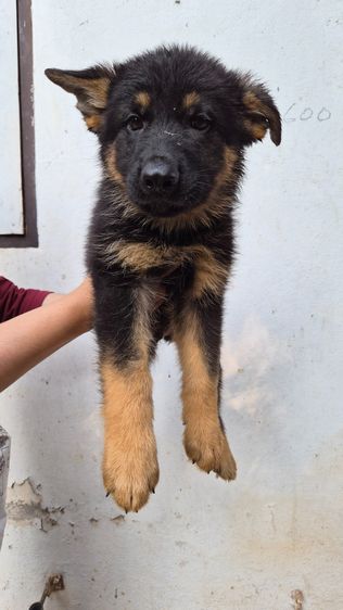 🐾 ลูกหมาเยอรมันเชพเพิร์ด แท้ 💯 ตัวกลม แข็งแรง เลี้ยงเอง ดูแลเอง พร้อมย้ายบ้าน 🏡 👶🐶 หนูพร้อมมีบ้านใหม่แล้วค่ะ เยอรมันเชพเพิร์ด นิสัยดี  รูปที่ 3