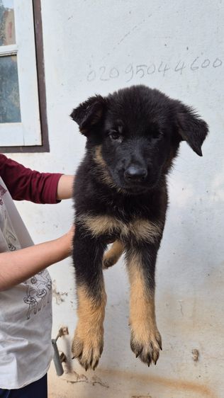 🐾 ลูกหมาเยอรมันเชพเพิร์ด แท้ 💯 ตัวกลม แข็งแรง เลี้ยงเอง ดูแลเอง พร้อมย้ายบ้าน 🏡 👶🐶 หนูพร้อมมีบ้านใหม่แล้วค่ะ เยอรมันเชพเพิร์ด นิสัยดี  รูปที่ 6