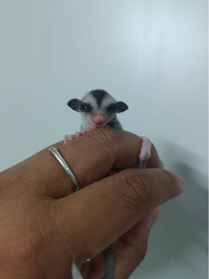 น้อง ชูก้า  รูปที่ 2