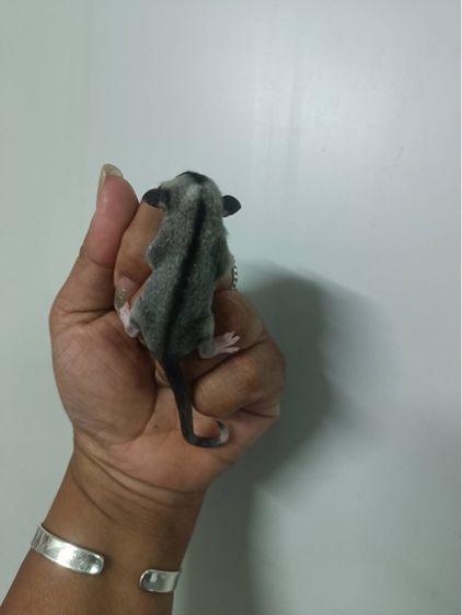 น้อง ชูก้า 