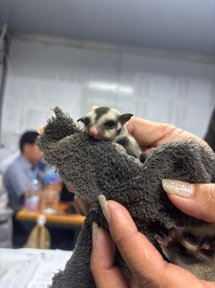 น้อง ชูก้า  รูปที่ 7