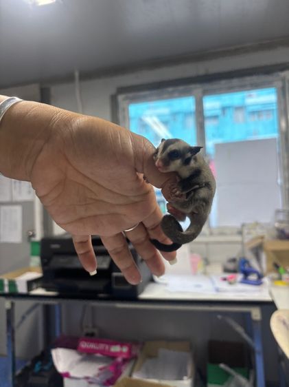 น้อง ชูก้า  รูปที่ 3