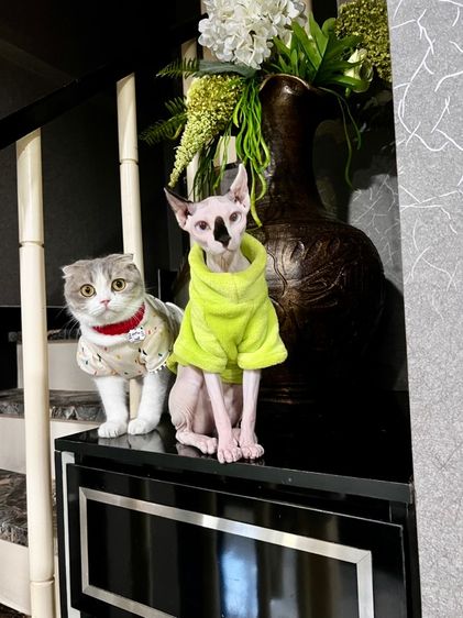 สฟิงซ์ (Sphynx) สฟิ้งเพศเมีย