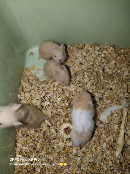 ขายหนูแฮมเตอร์ รูปที่ 4