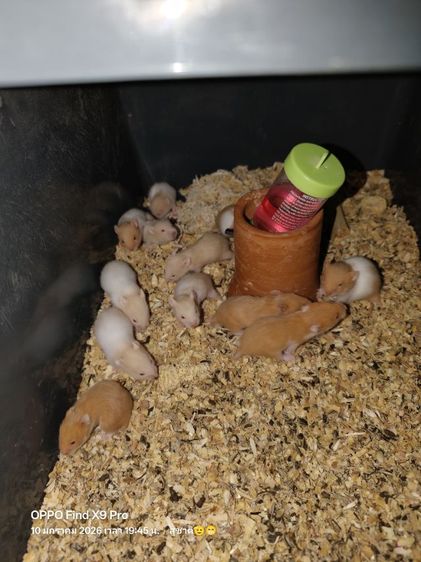 ขายหนูแฮมเตอร์ รูปที่ 3