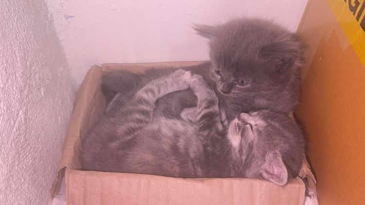 แมวสก็อตติชผสมเมนคูณ รูปที่ 6