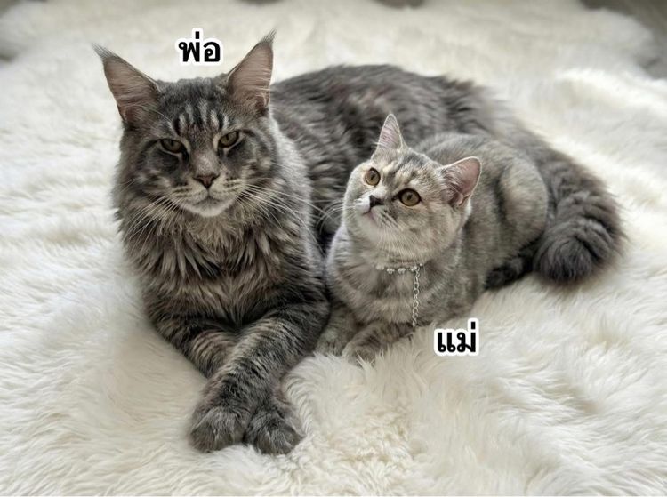 แมวสก็อตติชผสมเมนคูณ รูปที่ 5