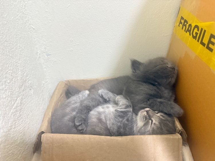 แมวสก็อตติชผสมเมนคูณ รูปที่ 7