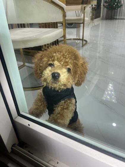 พุดเดิ้ลทอย  รูปที่ 7