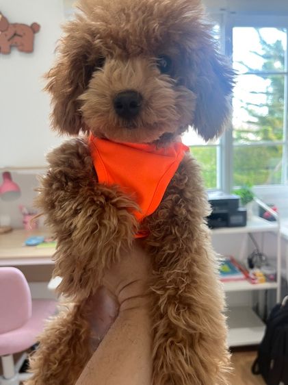 พุดเดิ้ลทอย  รูปที่ 3