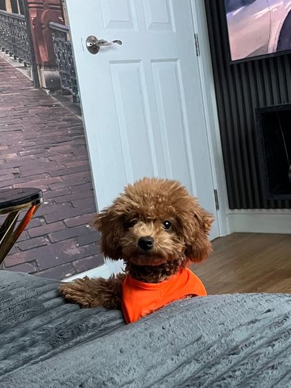 พุดเดิ้ลทอย  รูปที่ 6