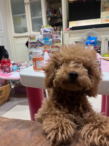 พุดเดิ้ลทอย  รูปที่ 2