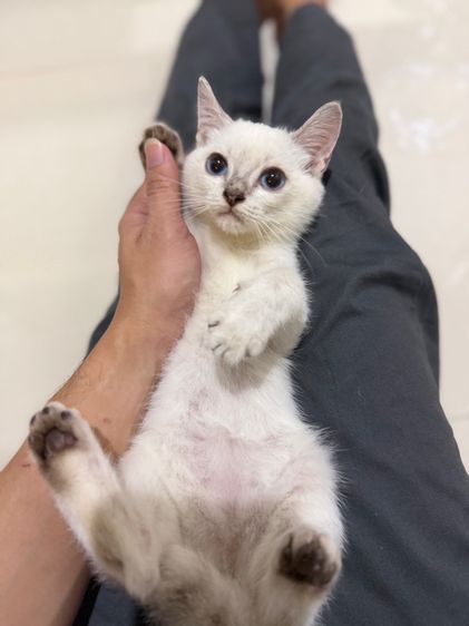 สก็อตติช รูปที่ 4