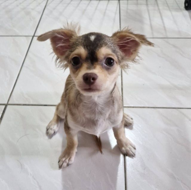 หาบ้านให้น้องชิวาวา เพศเมีย รูปที่ 5