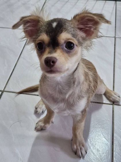 หาบ้านให้น้องชิวาวา เพศเมีย รูปที่ 6