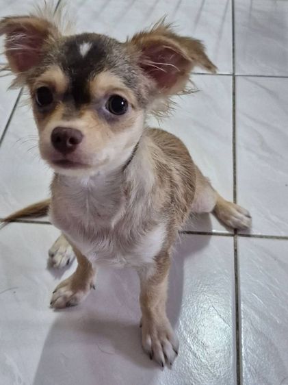 หาบ้านให้น้องชิวาวา เพศเมีย รูปที่ 3